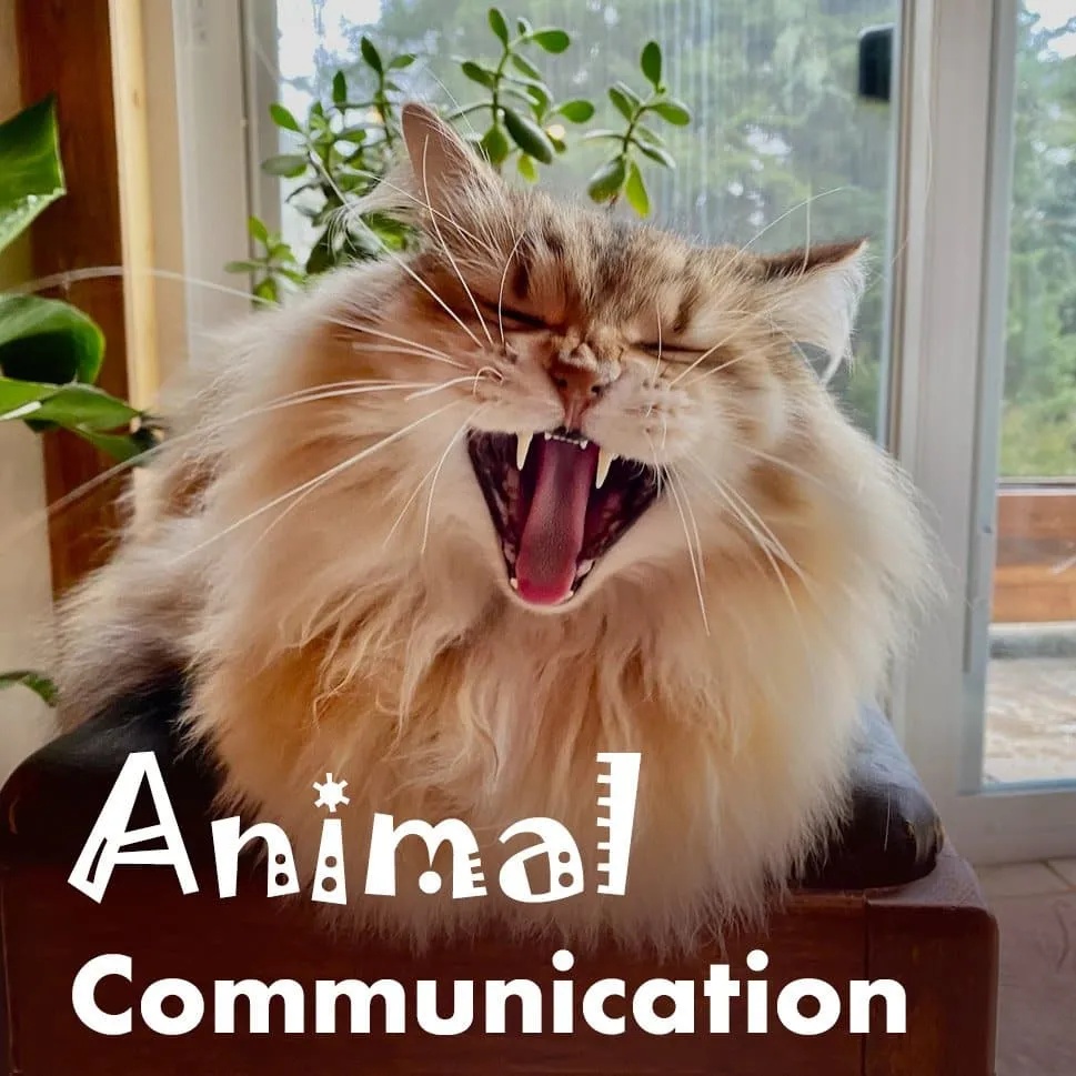Animal Communication - with Inelia and Larry